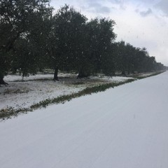 La Puglia sotto la neve