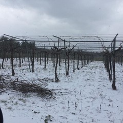 La Puglia sotto la neve