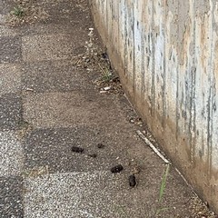 degrado cimitero di bari
