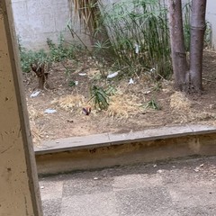 degrado cimitero di bari