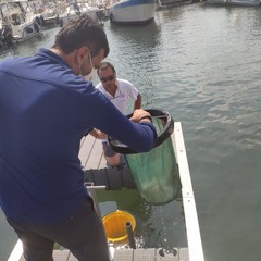 Il Seabin a Bari