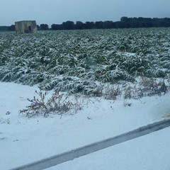 Neve e gelo su carciofi