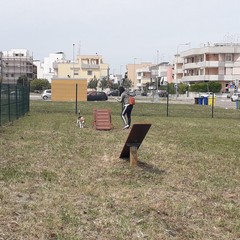 Percorso Agility Dog