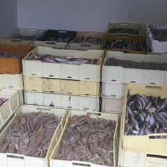 sequestro pesce