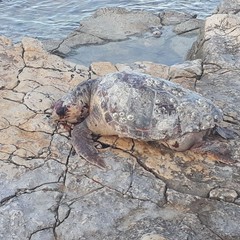 Tartaruga senza vita sul lungomare Cristoforo Colombo