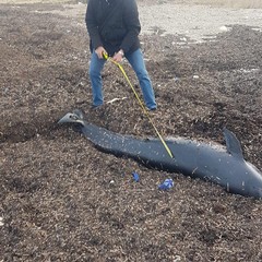 carcassa delfino