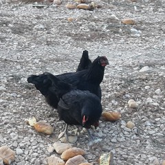 Uova genuine e ricche di proteine dall’azienda avicola “Colangelo”