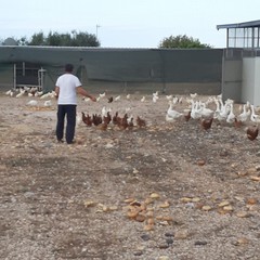 Uova genuine e ricche di proteine dall’azienda avicola “Colangelo”