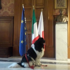 premio Scuola Cani Salvataggio Nautico