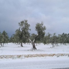 La neve sugli ulivi in Puglia