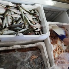 Pesce sequestrato diventa pasto per i fragili grazie a InConTra