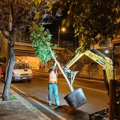 Piantumazione in Piazza Luigi di Savoia