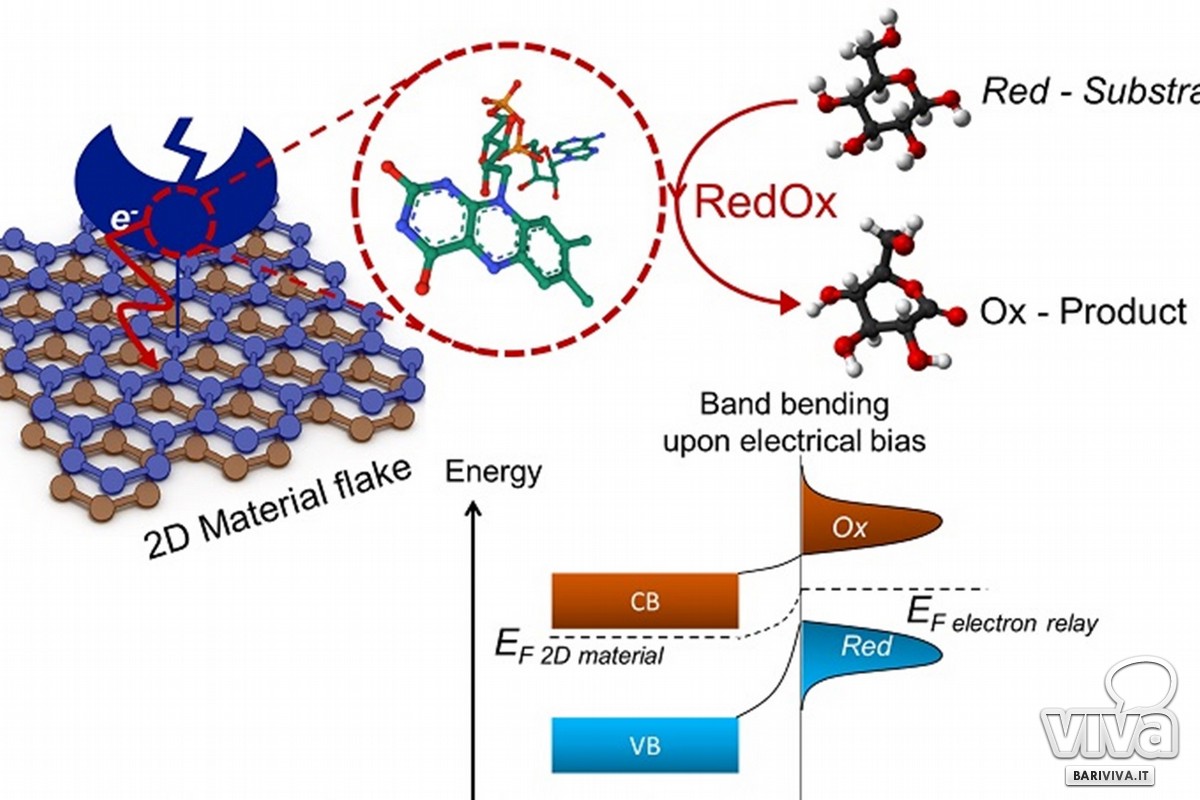 la giunzione ibrida tra enzima e materiali 2D e uno schema di interazione energetica