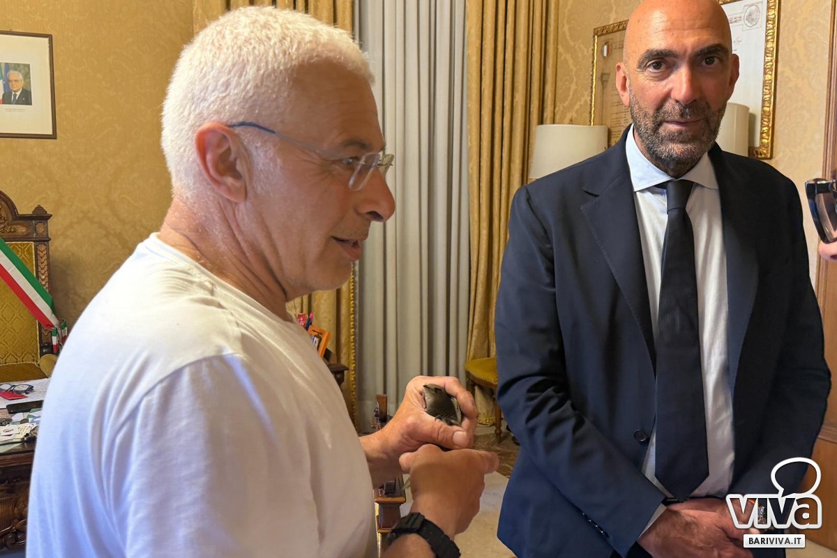 Il rondone salvato nella stanza del sindaco