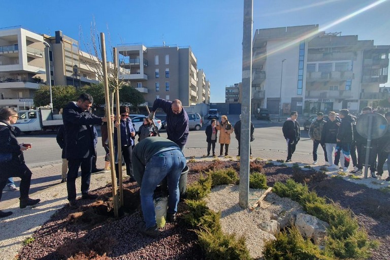 piantumazione albero carbonara