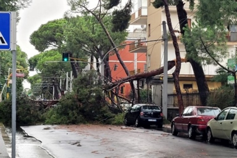 Uno degli alberi caduti a Bari