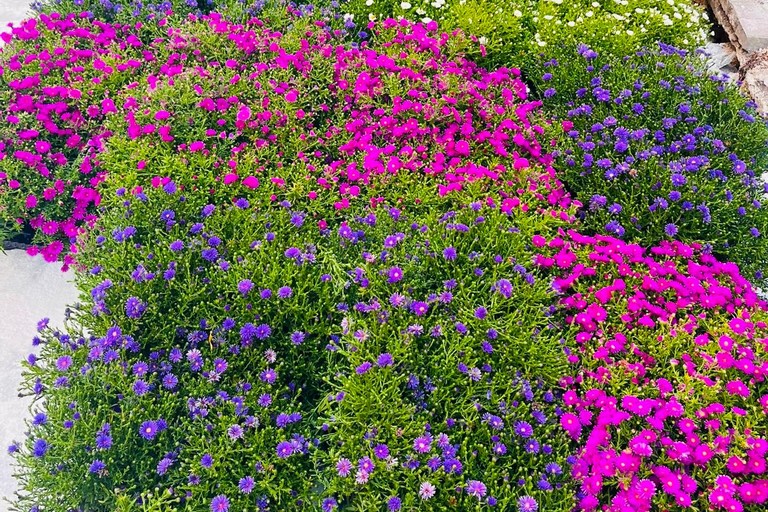 Nuovo volto per via Manzoni a Bari: 90 nuovi alberi, centinaia di essenze e fiori colorati