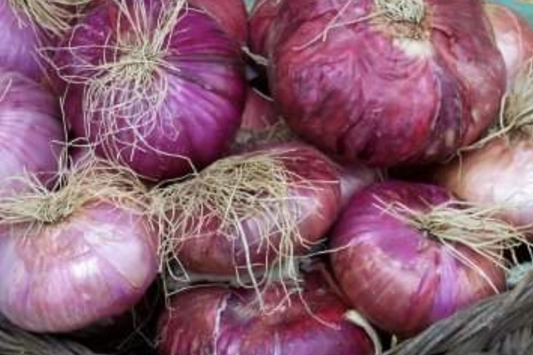Cipolla rossa Acquaviva