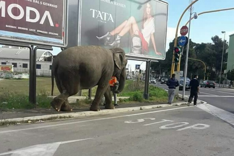 L'elefante in via Napoli