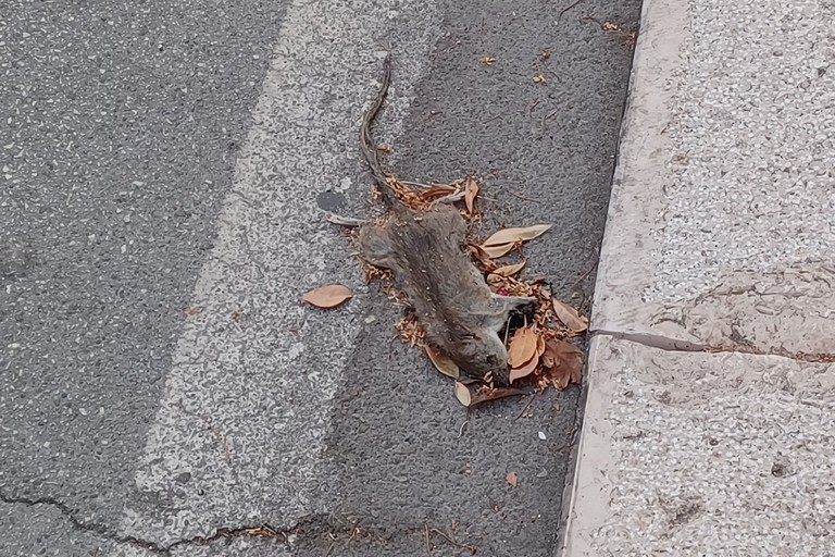 Ratto morto in via Massari. <span>Foto Gianluca Battista</span>