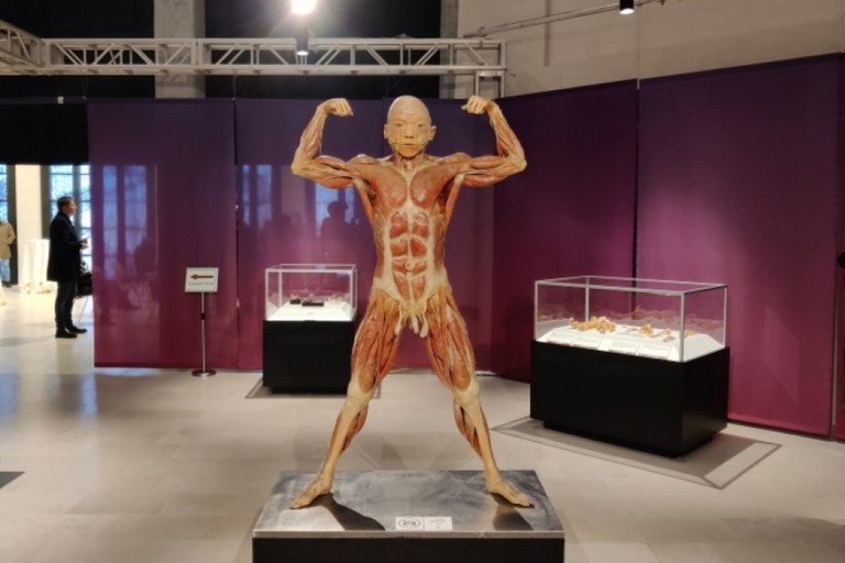 presentata la mostra internazionale Real Bodies Experience domani l apertura dell esposizione sull anatomia umana al teatro Margherita