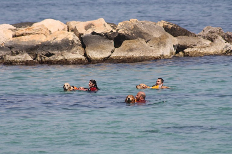 S.C.S.N. <span>Foto Scuola Cani Salvataggio Nautico</span>