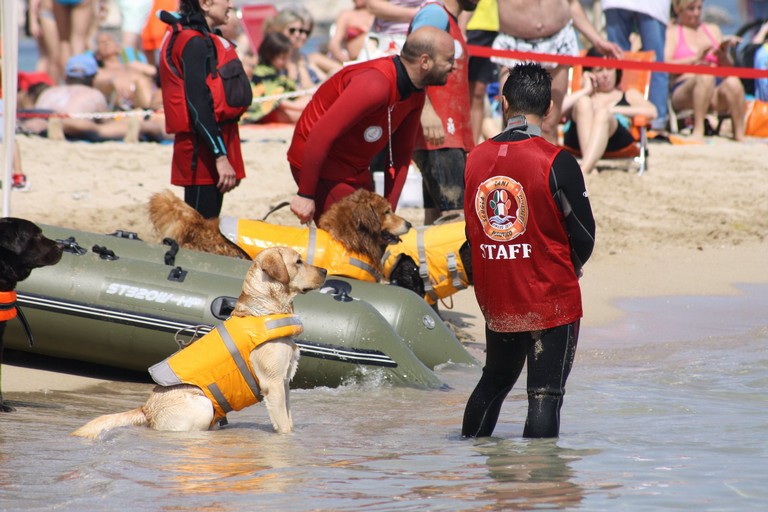 S.C.S.N. <span>Foto Scuola Cani Salvataggio Nautico</span>