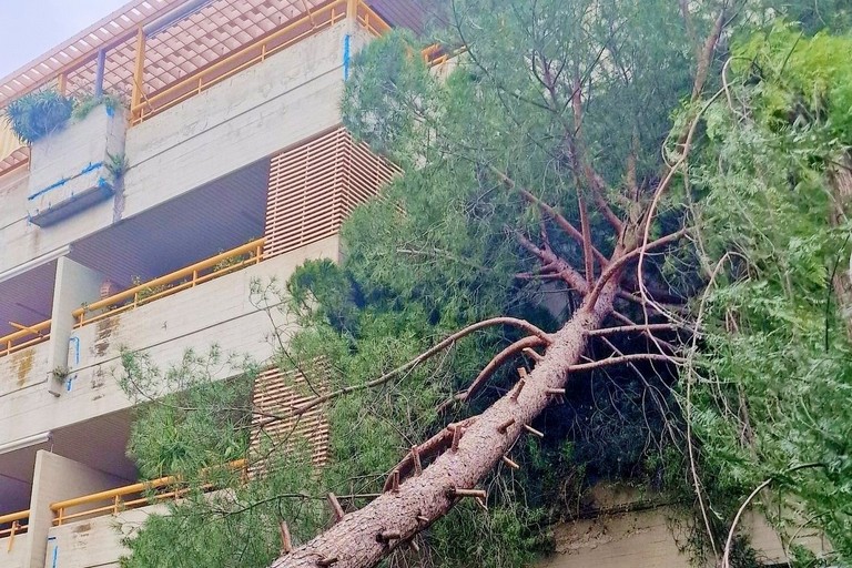 Albero su palazzina