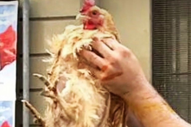 Gallina maltrattata