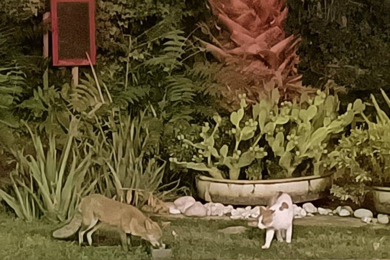 Volpe avvistata in un'area di servizio del San Paolo