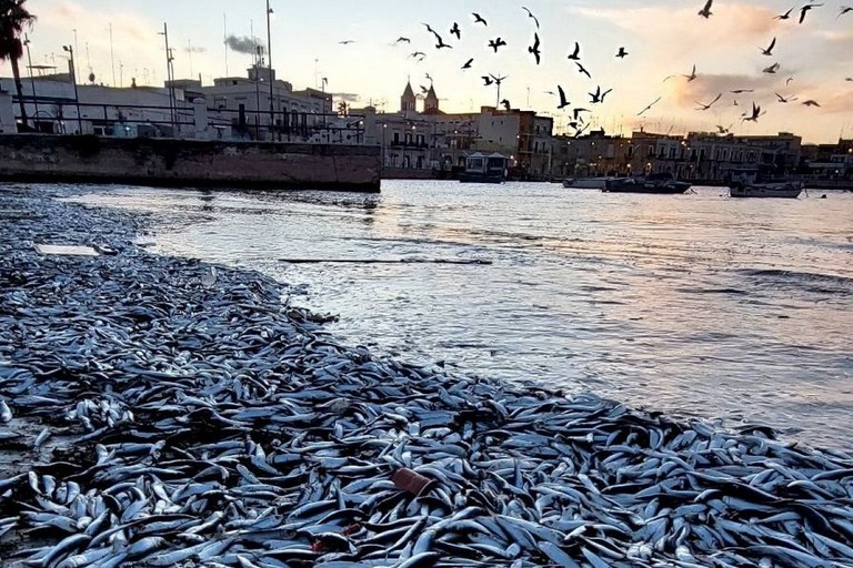 Pesci morti a Santo Spirito. <span>Foto Onofrio Pinto </span>