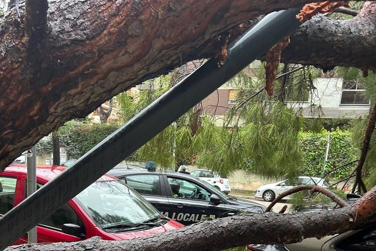 Pino abbattuto su auto. <span>Foto Bit Live</span>