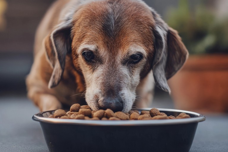 Aggiungi un nonno a tavola adozione animali senior
