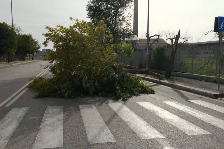 albero via portoghese