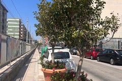 Riqualificazione di via Manzoni: fioriere ricollocate in altre strade per preservare il verde cittadino