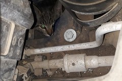 Rutigliano, gatto resta incastrato nel motore dell'auto. Lo salvano i volontari