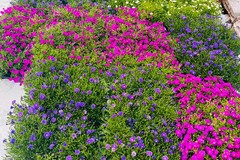 Nuovo volto per via Manzoni a Bari, «90 nuovi alberi, centinaia di essenze e fiori colorati» - FOTO