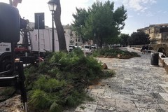 Alberi caduti per il maltempo, in corso le operazioni di rimozione e monitoraggio. Chiusa pineta San Francesco