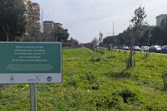 A Japigia bosco urbano dedicato alle vittime del Covid: 910 alberi e 1200 tra piante e arbusti