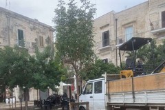 Piantumazione alberi a Bari Vecchia ed a Poggiofranco