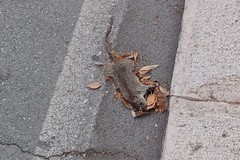 Ratti per strada, si moltiplicano le segnalazioni a Santo Spirito