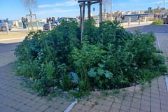 Nuove aiuole infestate da erbacce alte sul lungomare di Santo Spirito