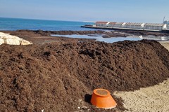 Cumuli di alga posidonia sul litorale di Bari, rimozione al via da venerdì