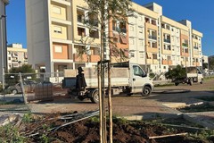 Al via la piantumazione di 25 alberi nella nuova area parcheggio a quartiere Sant'Anna