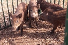 Cinghiali a Bari, primi riscontri dai sei recinti per la cattura nel Parco dell'Alta Murgia