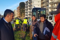 Via Caldarola, iniziata la piantumazione di 115 nuovi alberi. Lavori da 90mila euro