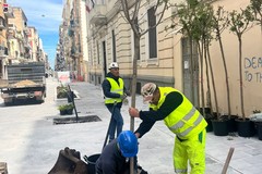 Proseguono i lavori su via Manzoni a Bari: ieri le prime piantumazioni