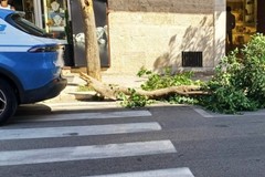 Paura a Santo Spirito: collassa albero su via Napoli