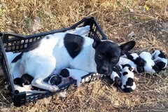 Cuccioli e mamma abbandonati a Casamassima: denuncia da Guardie Ecozoofile di Bari