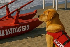Giornata della prevenzione dell'annegamento, appuntamento il 25 luglio al lido Trampolino a Bari
